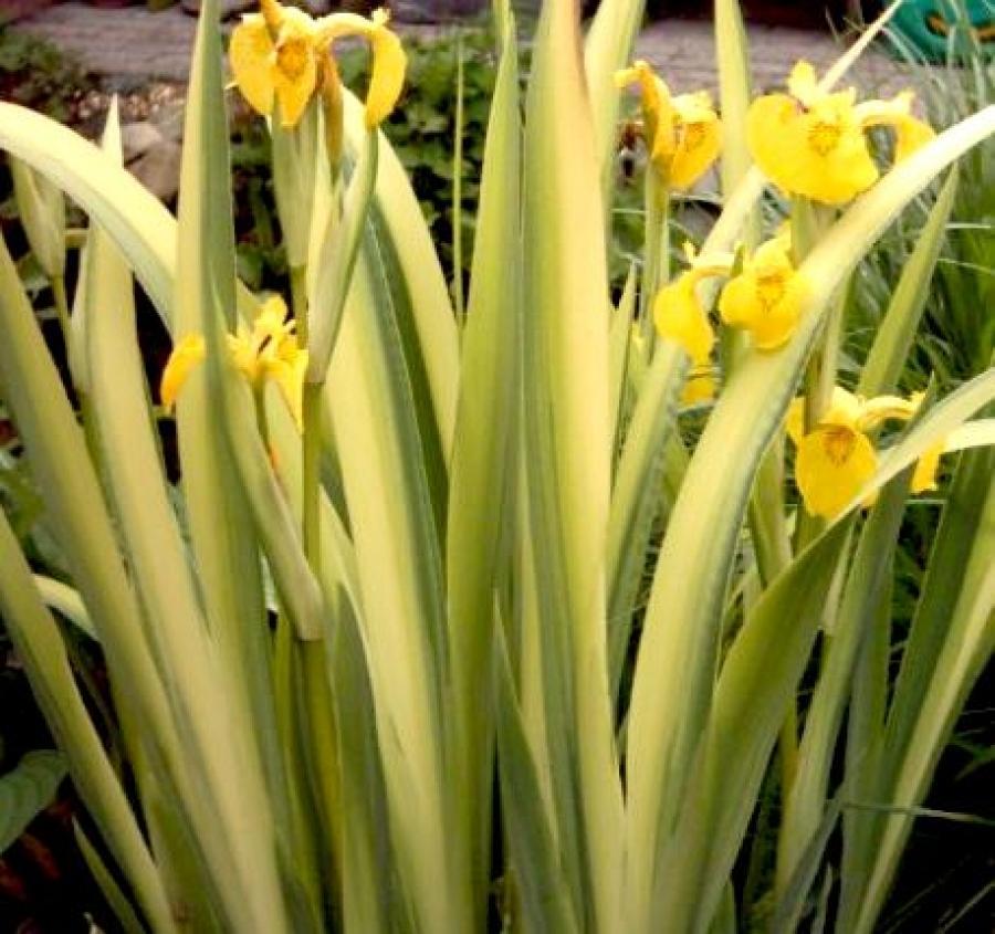 

Саженцы ирис Все сорта Variegata C1 1 шт.