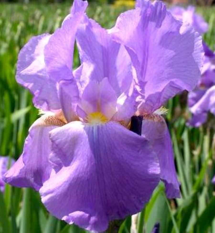 

Саженцы ирис Все сорта Lovely Again C1 1 шт.