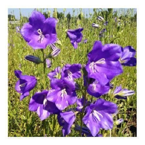 

Саженцы колокольчик Caerulea Все сорта