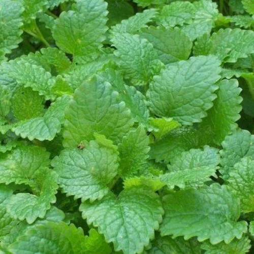 Рассада мята Lemon balm Все сорта 1 уп.