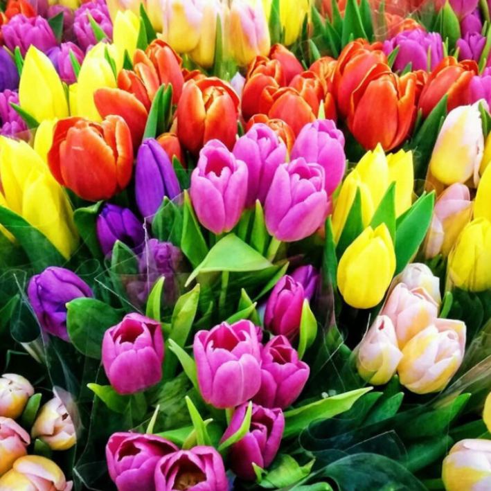 

Луковицы тюльпан Mix Chipollino-flowers 1322 50 шт.