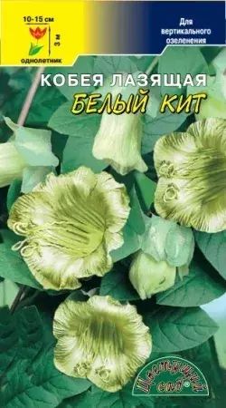 

Семена кобея Цветущий сад Белый Кит 1 уп.