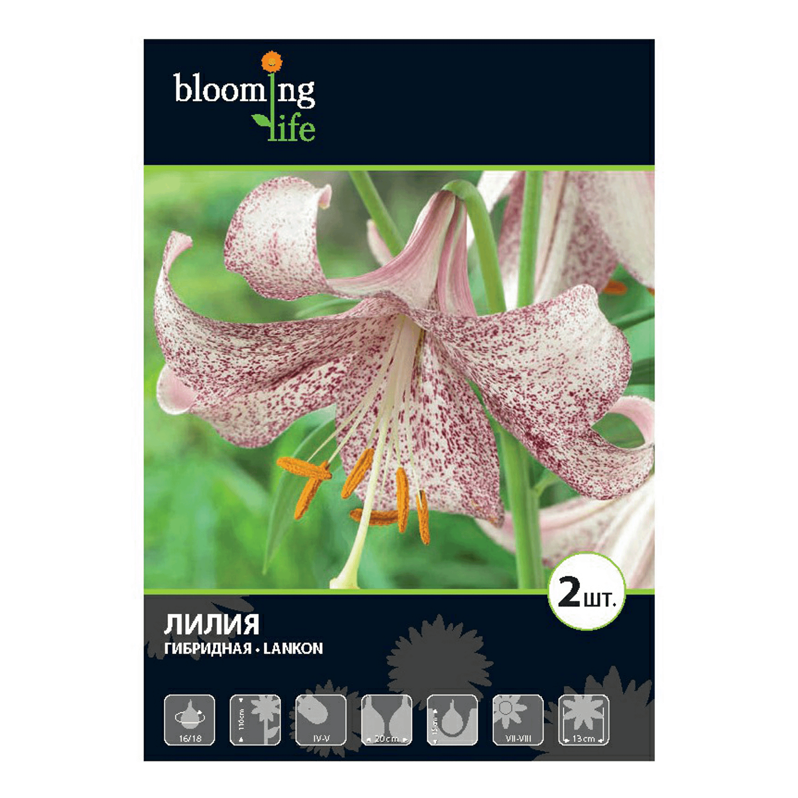 

Семена 7 Цветов Blooming Life Лилия гибридная Ланкон 100 г