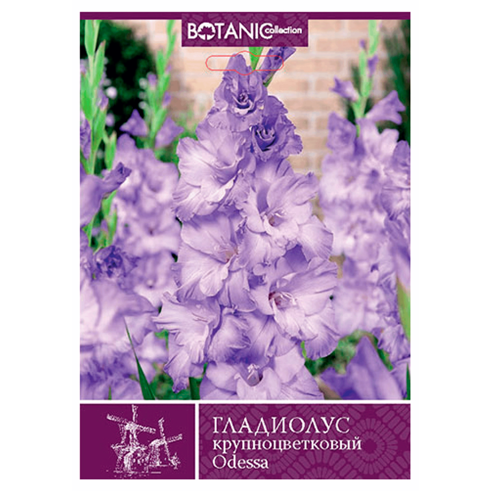 

Гладиолус крупноцветковый луковицы 7 Цветов Botanic Collection Одесса 138 г