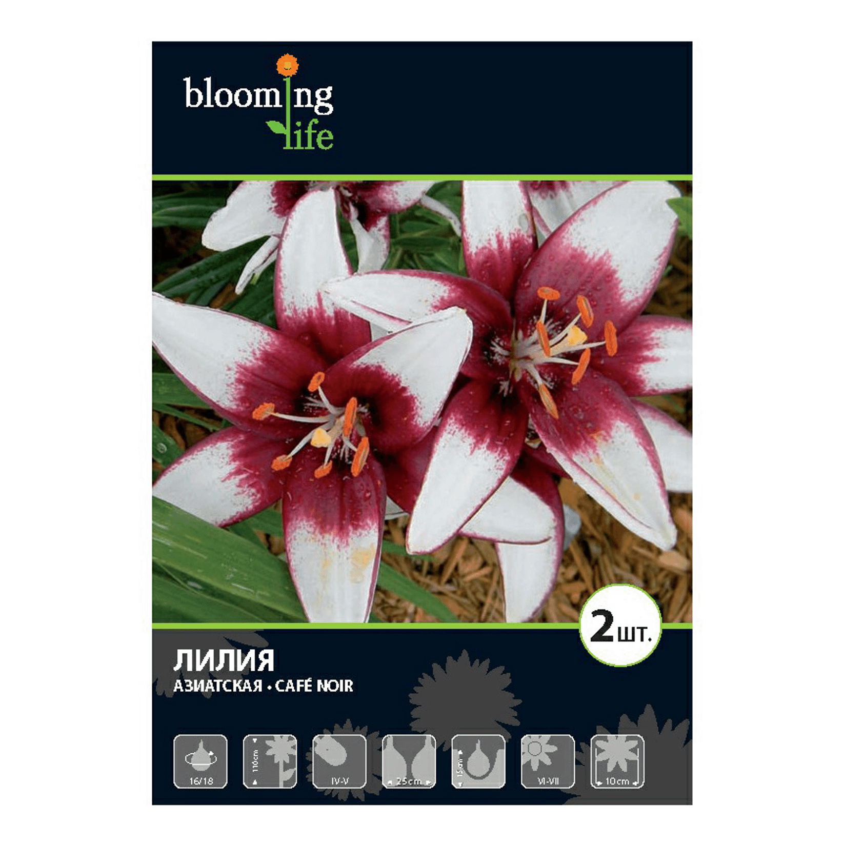 

Семена 7 Цветов Blooming Life Лилия азиатская Кафе Нуар 71 г