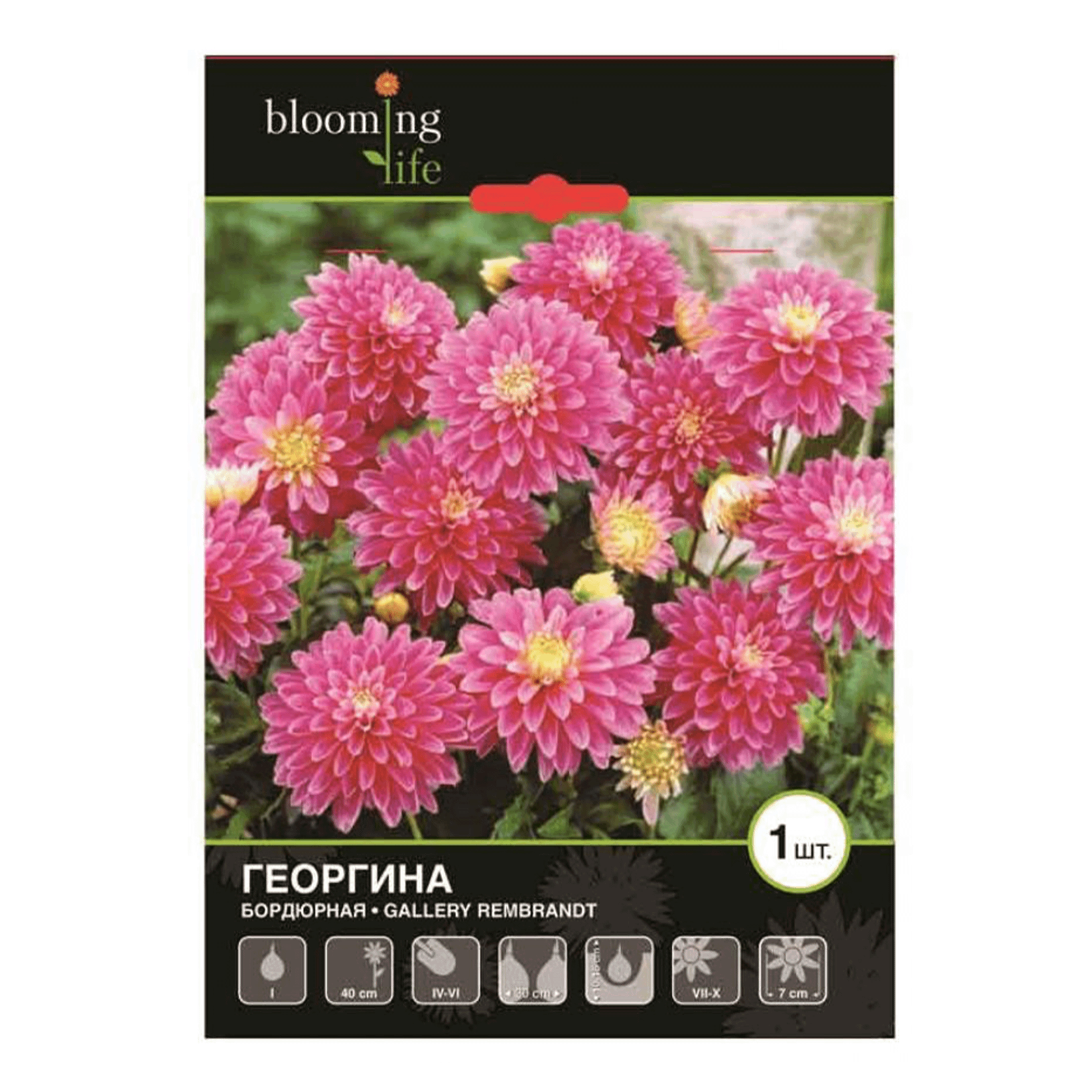 

Семена 7 Цветов Георгина бордюрная Геллери Рембрант 15 г