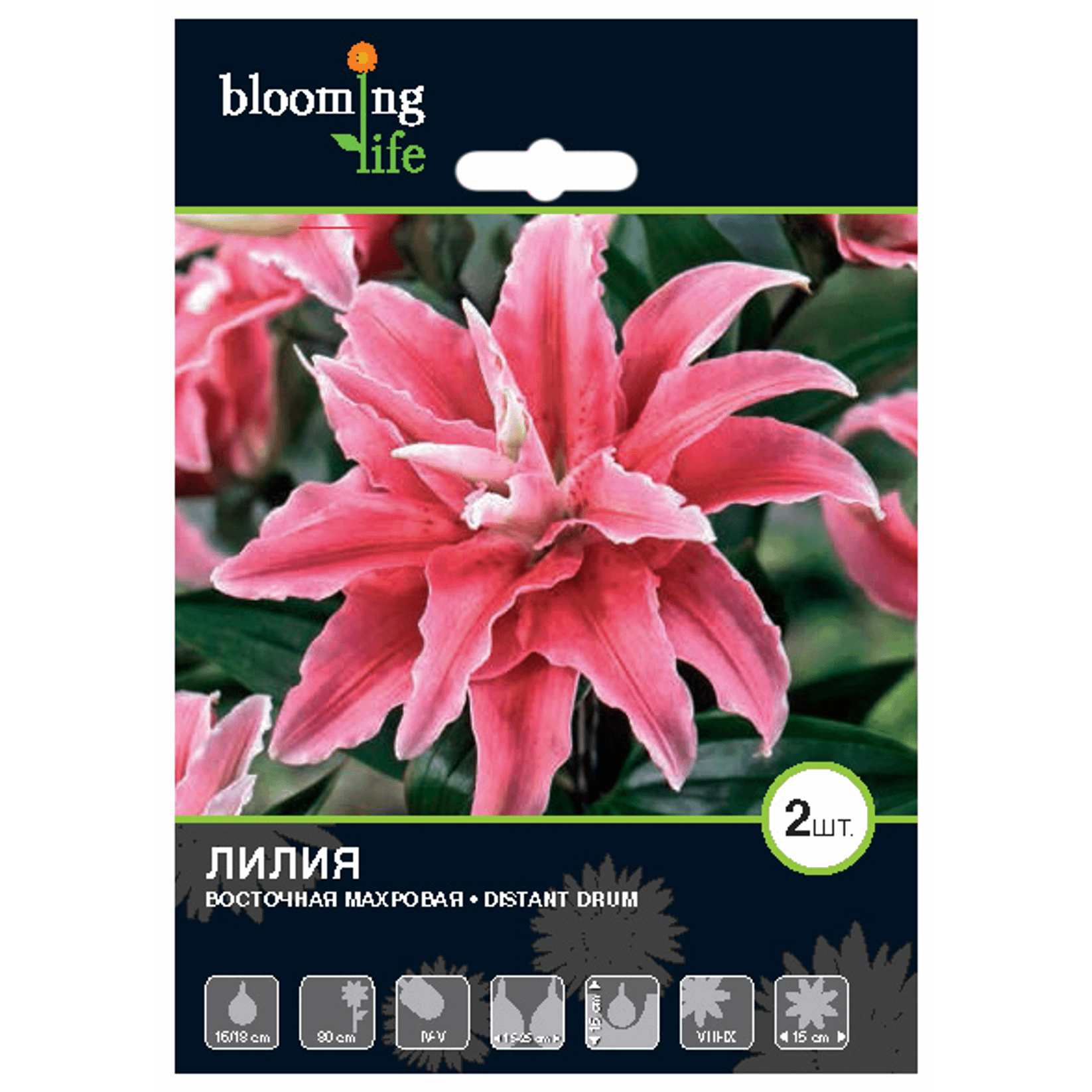 

Семена 7 Цветов Лилия восточная махровая Дистант Драм 16-18 см 12 г x 2 шт