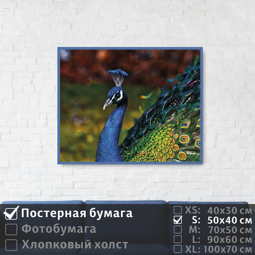 

Постер на стену ПолиЦентр Голубой павлин с красочным оперением 50х40 см, ГолубойПавлинСКрасочнымОперением