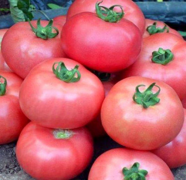 Семена томат Евросемена Турмалин 17507 1 уп.