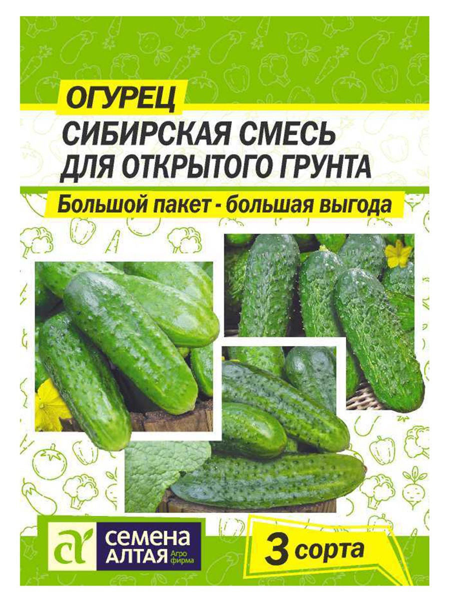 Какие семена огурцов купить для открытого. Огурцы для открытого грунта. Семена огурцов для Сибири. Огурцы семена для открытого грунта. Огурцы в открытый грунт в Сибири.