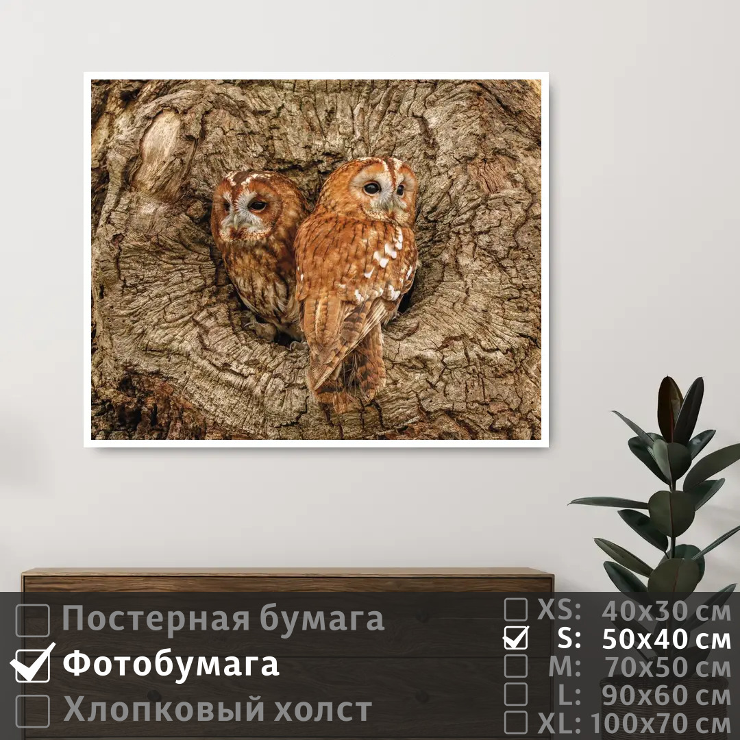 

Постер на фотобумаге ПолиЦентр Две совы в дупле дерева 50х40 см, ДвеСовыВДуплеДерева