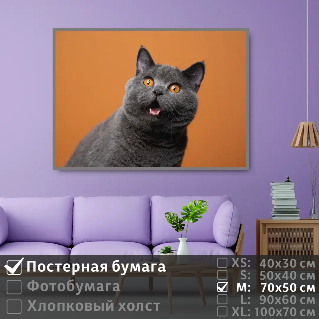 

Постер на стену ПолиЦентр Серый британский кот 70х50 см, СерыйБританскийКот
