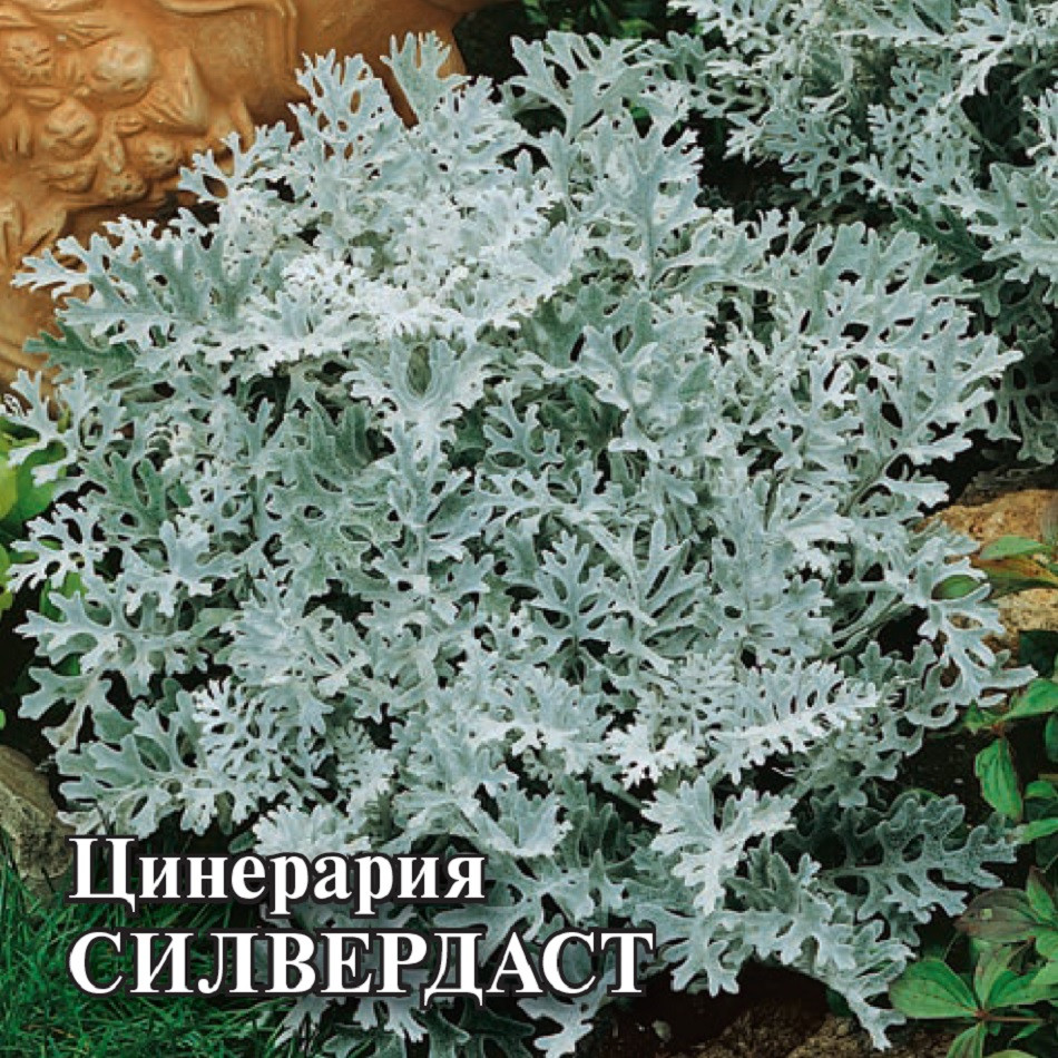 

Семена цинерария Силвердаст Гавриш 1071858315-1 1 уп.