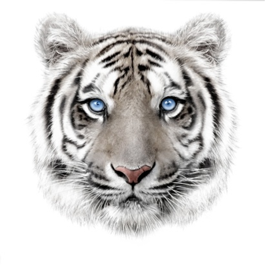 фото Алмазная мозаика картина стразами белый тигр 00116870 15х20 см nobrand