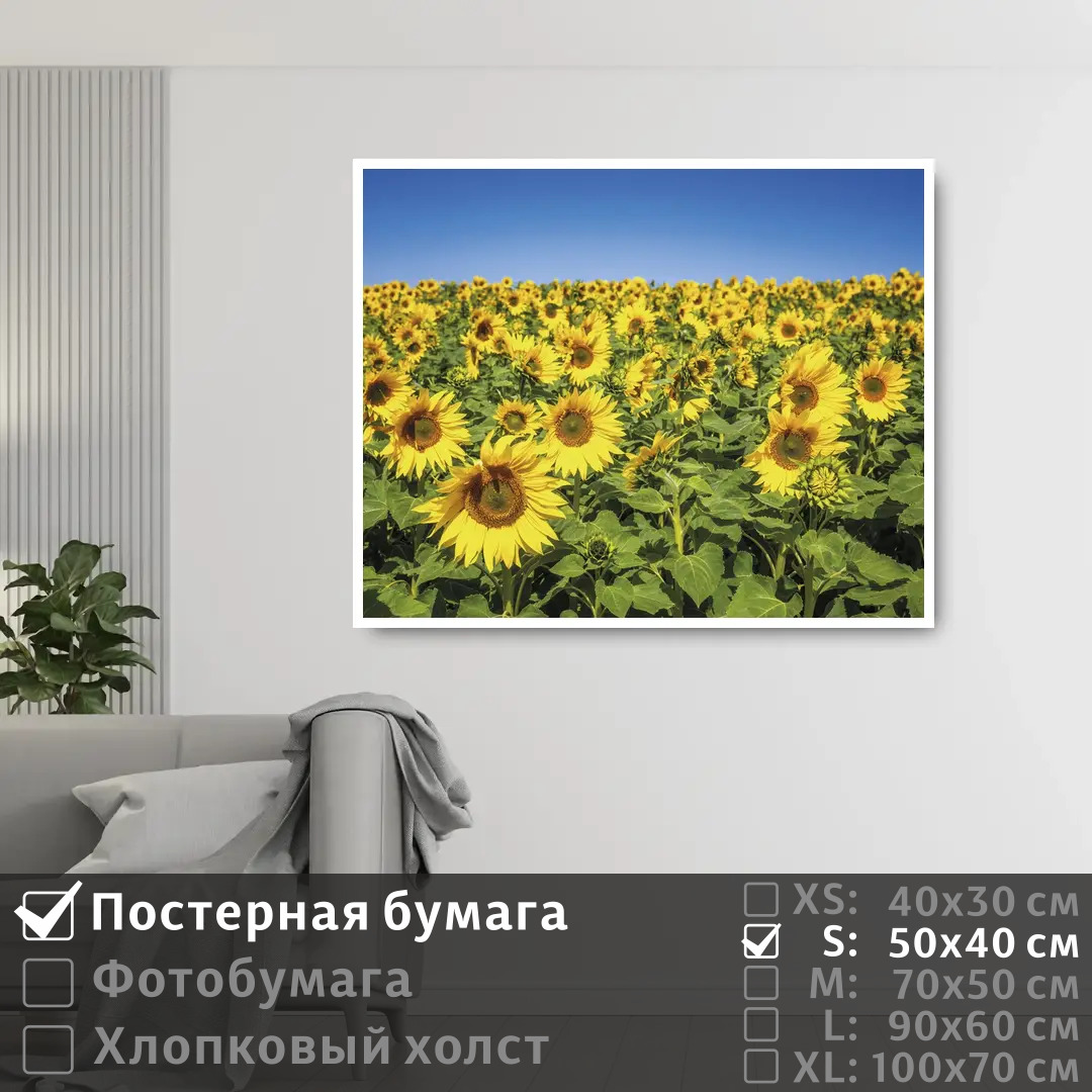 

Постер на стену ПолиЦентр Подсолнечное поле 50х40 см, ПодсолнечноеПоле