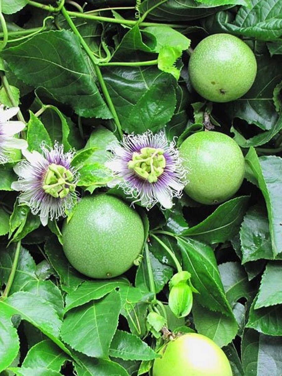 

Семена маракуйя северная Бамбук Shop Lian3 1 уп., Северная маракуйя