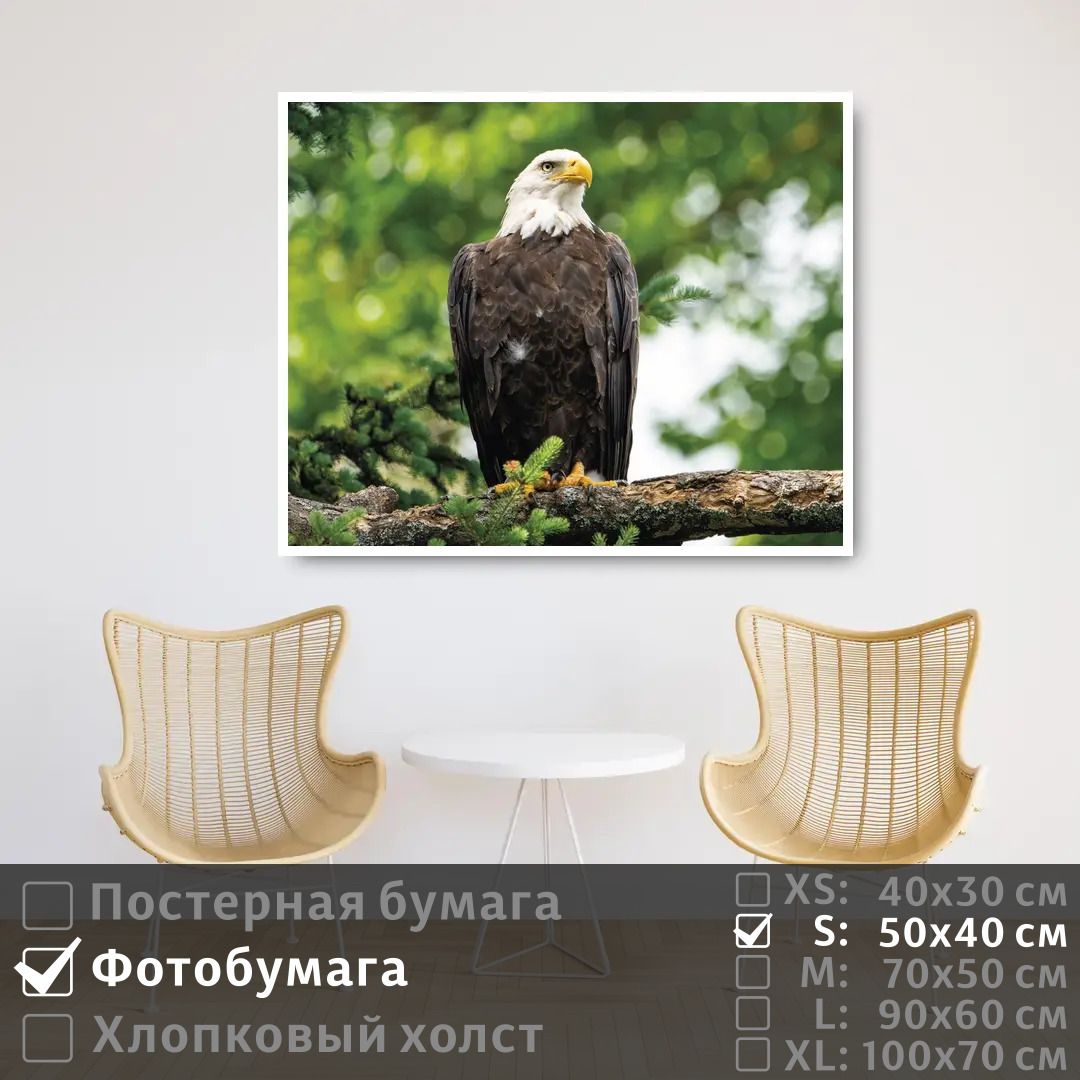 

Постер на фотобумаге ПолиЦентр Орел сидит на ветке 50х40 см, ОрелСидитНаВетке