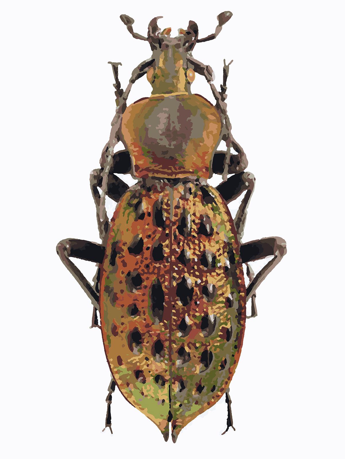 фото Картина по номерам красиво красим коричневый жук, 60 х 80 см