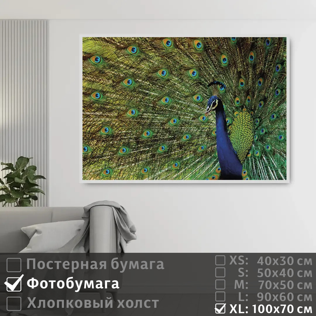

Постер на фотобумаге ПолиЦентр Павлин с распущенным хвостом 100х70 см, ПавлинСРаспущеннымХвостом1