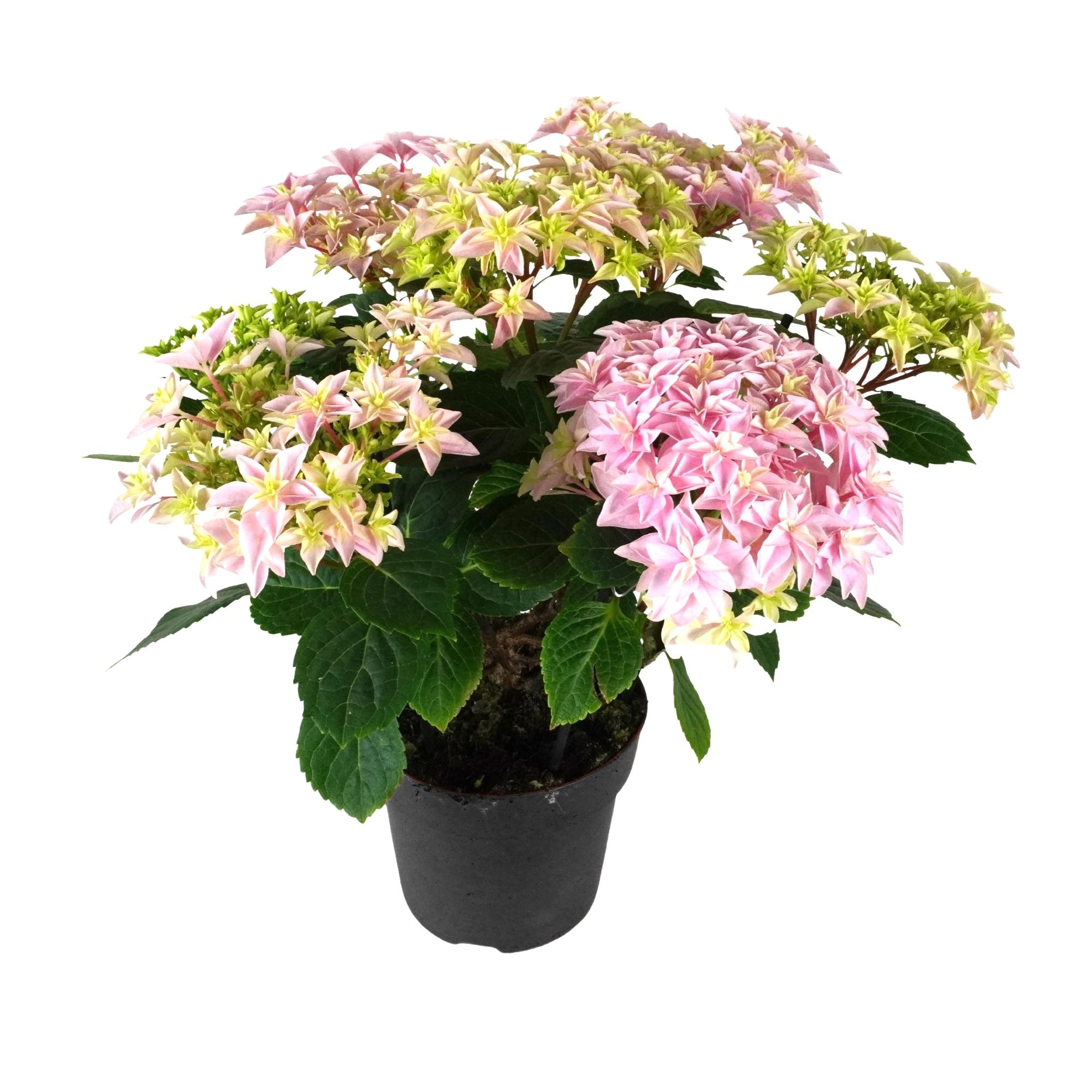 

Саженцы гортензия Orangery Макрофила Микс 1 шт.