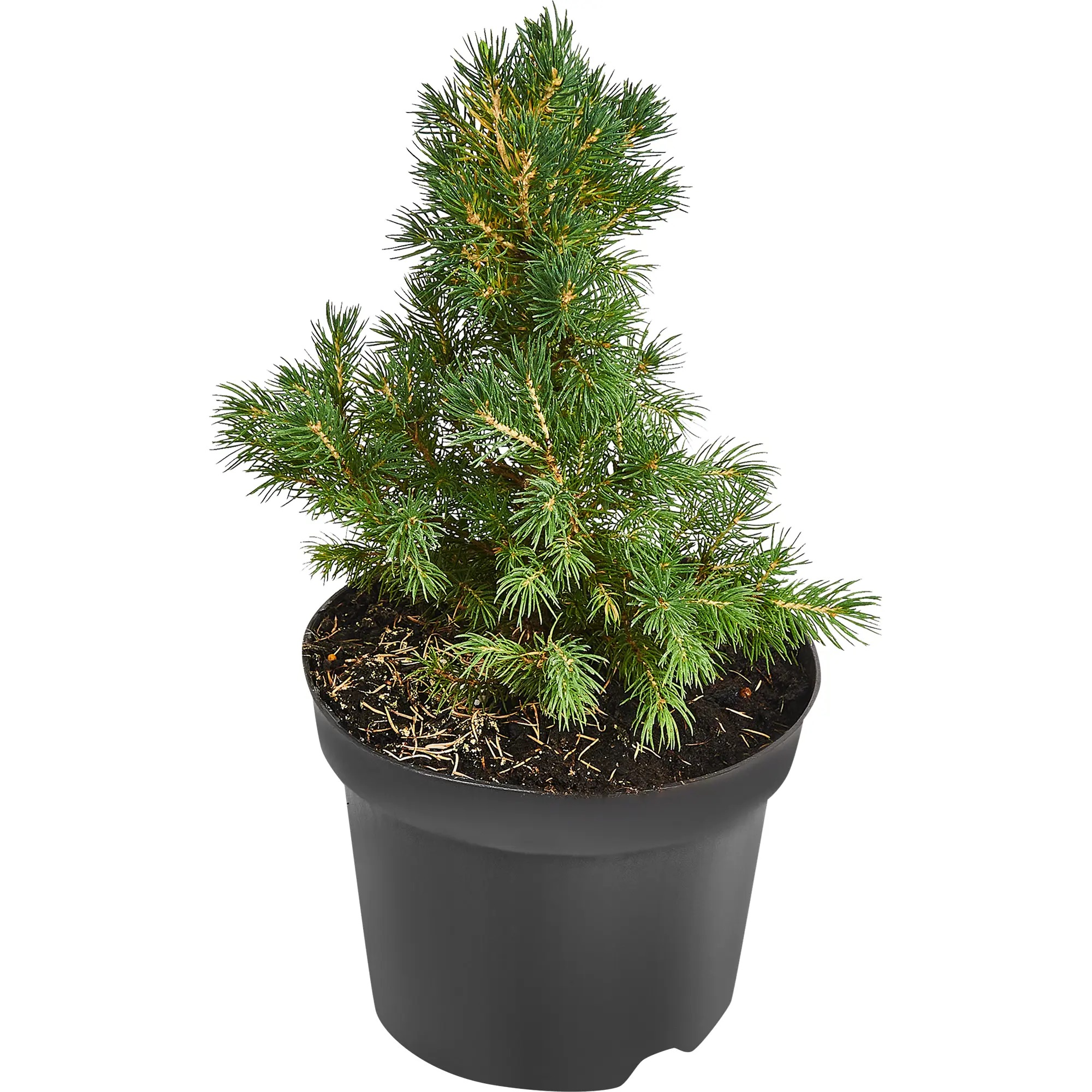 Ель Альберта Глоб 20 х 17 см