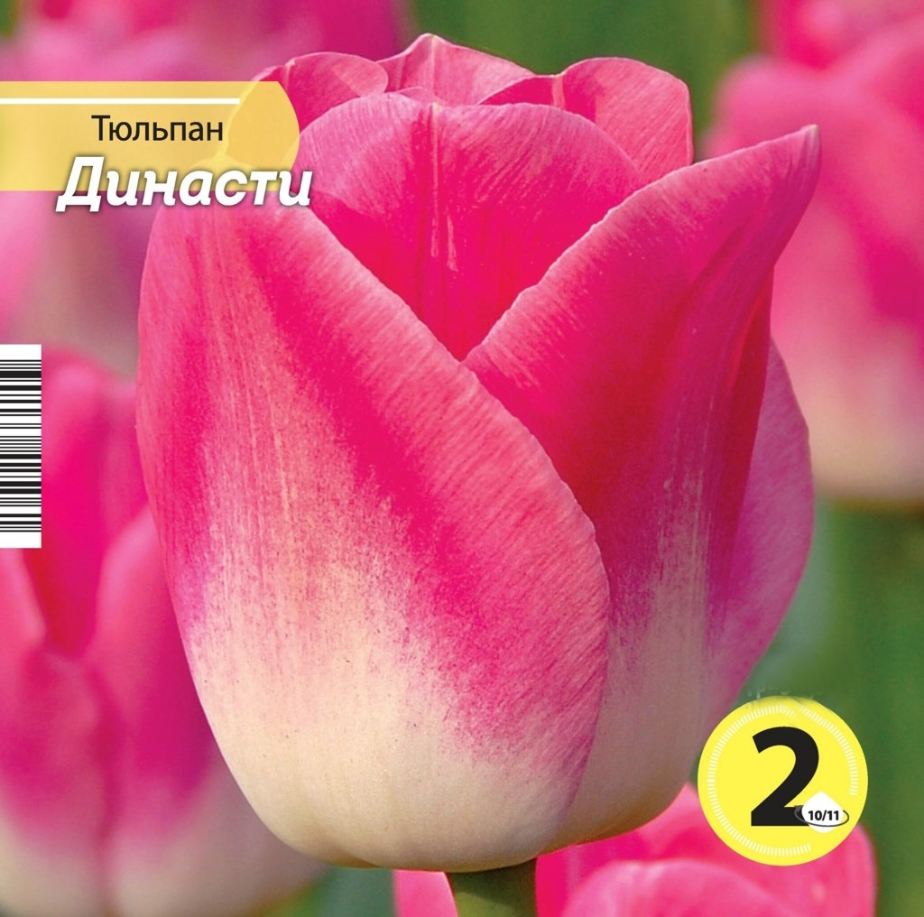 

Луковицы Русский Огород Тюльпаны Динас 2 шт