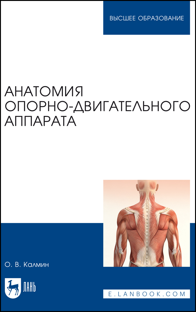 

Анатомия опорно-двигательного аппарата