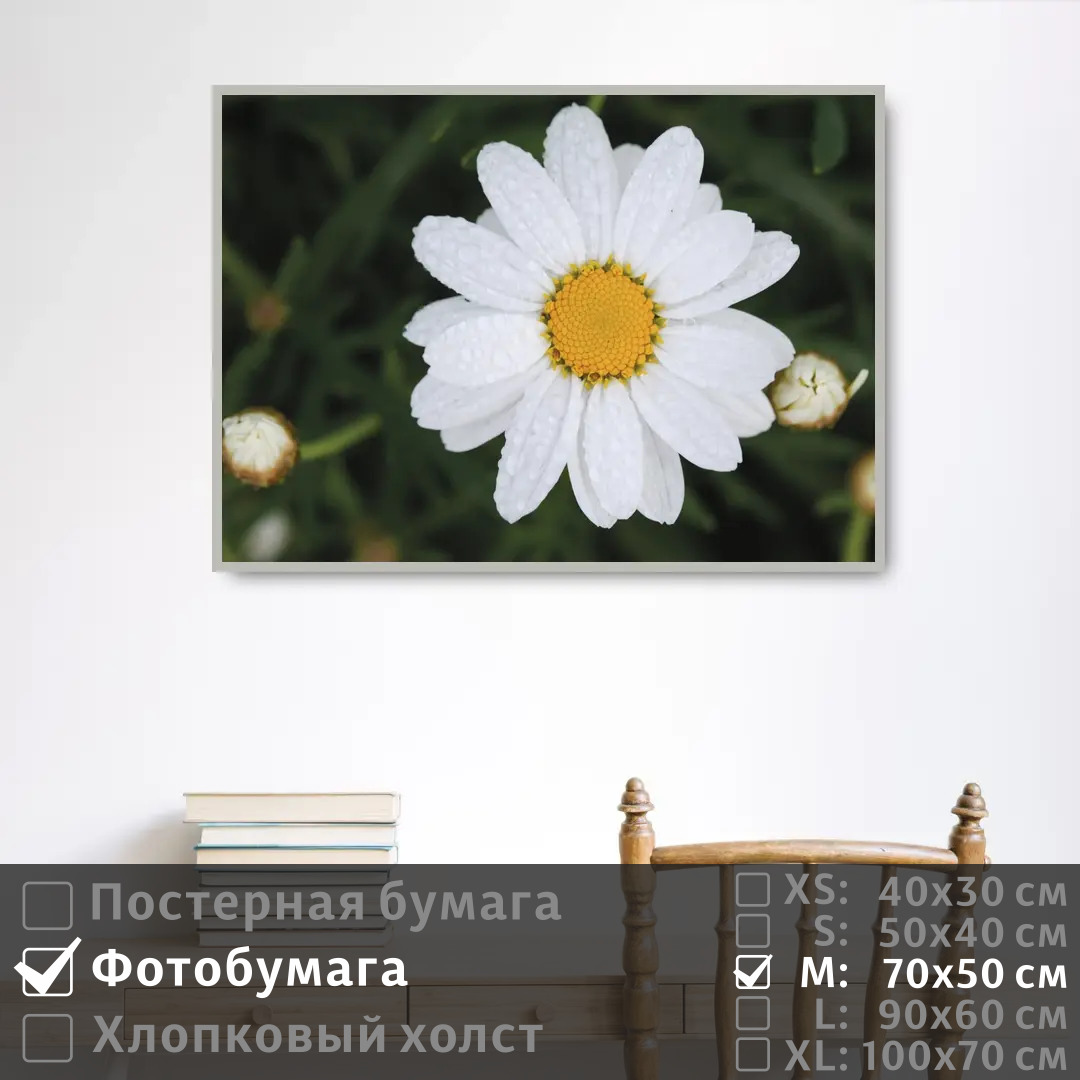 

Постер на фотобумаге ПолиЦентр Ромашка с каплями росы 70х50 см, РомашкаСКаплямиРосы