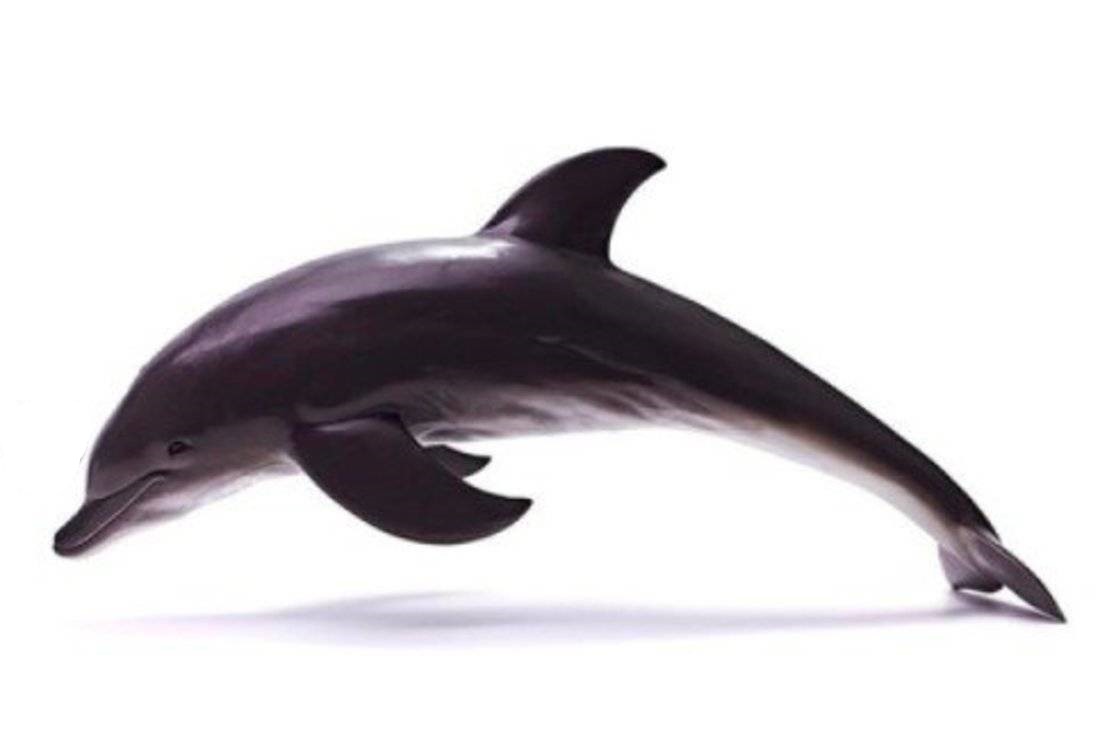 

Животное морское Наша игрушка Дельфин, 38 см 200545906
