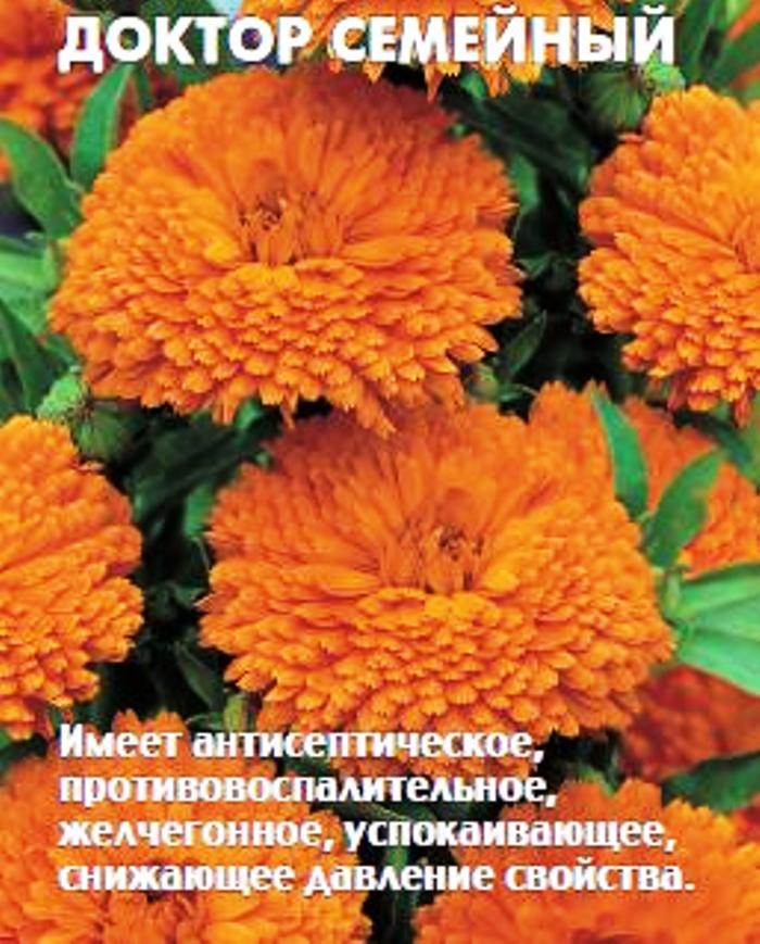 

Семена календула СеДеК Семейный доктор 13743 1 уп.