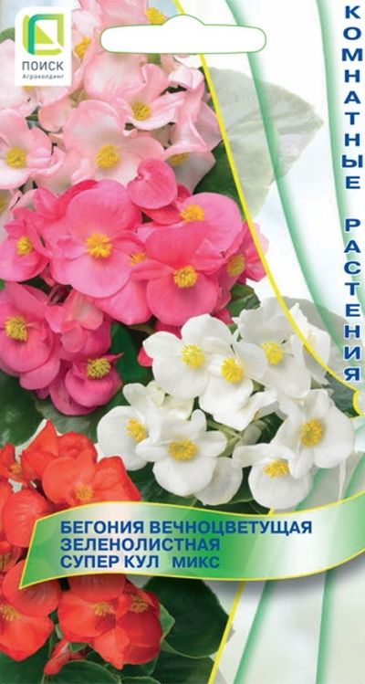 

Бегония вечноцветущая зеленолистная Супер Кул Микс