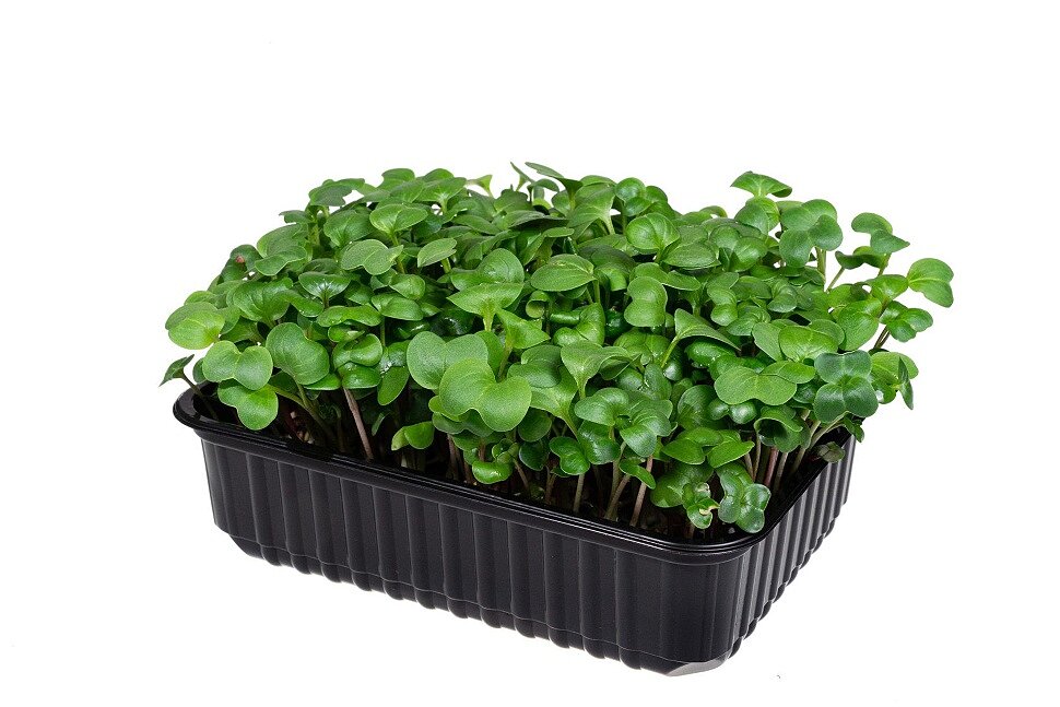 

Набор для выращивания Fresh Greens FGRN01DKN микрозелень