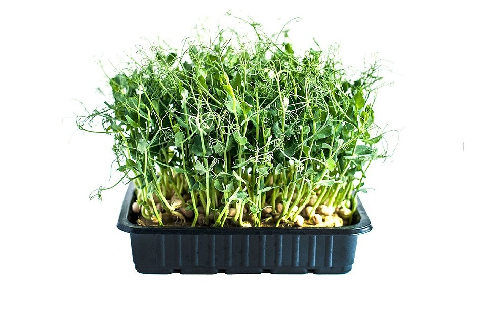 фото Микрозелень для проращивания набор горошек (семена гороха, джутовый мат, лоток) fresh greens
