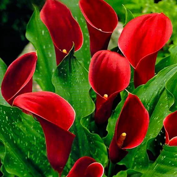 Корень цветов, Калла, Chipollino flowers, Vermont, 532, 1 шт.