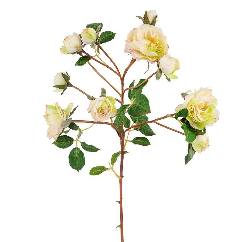 Роза кустовая салатная Decor-of-today TS00772
