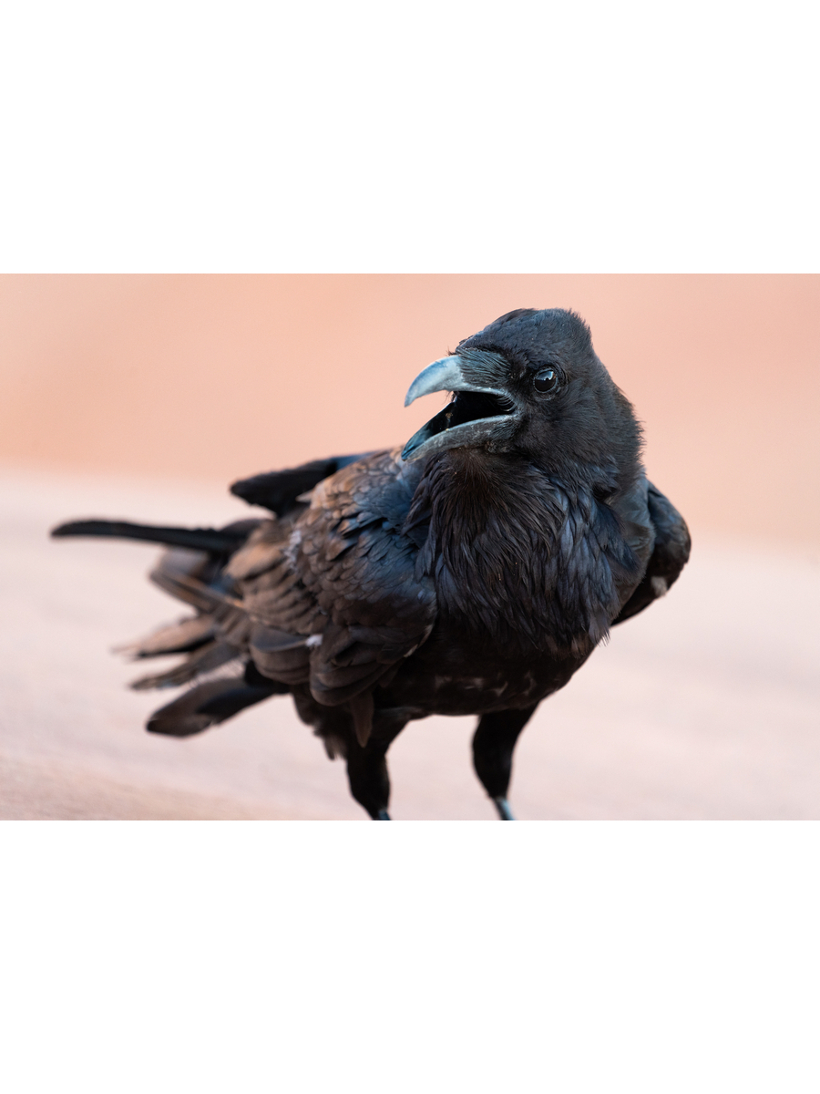 

Постер DRABS A2 Крупный план обыкновенного ворона Corvus corax Юта США