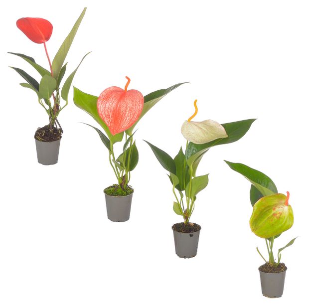 Антуриум Шерцера h25 см d6 см