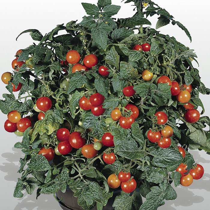 Семена томат Русский огород Комнатный F1 110088 1 уп.