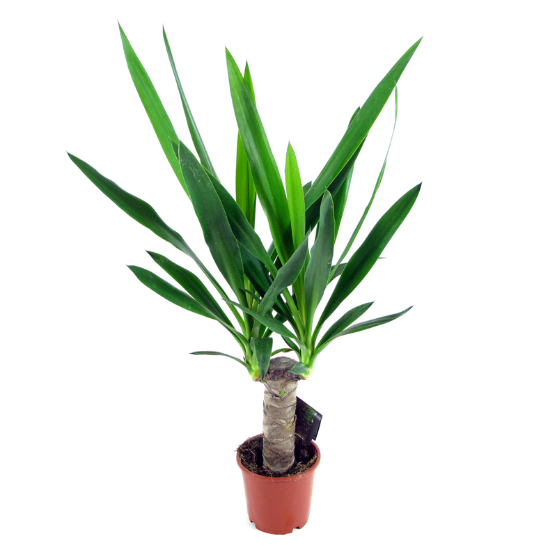 

Пальма Юкка d15 см