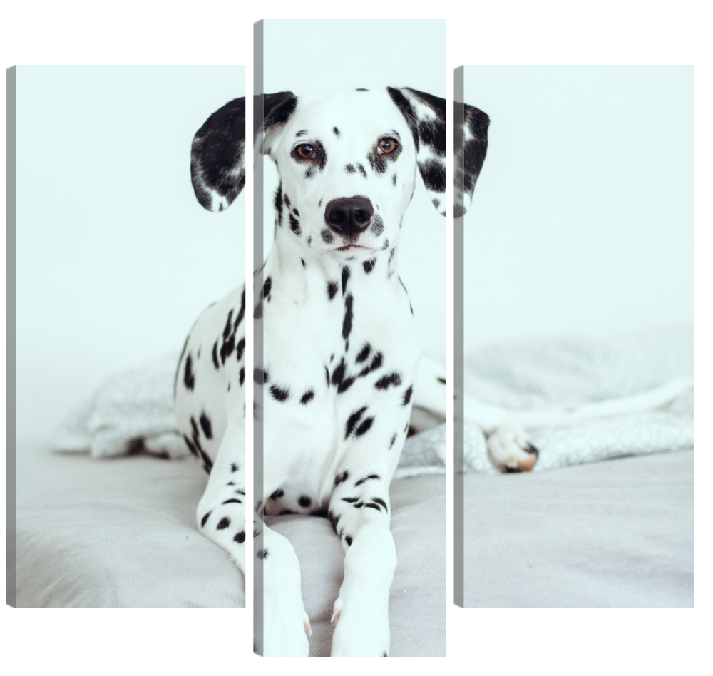 

Модульная картина Собака далматин. В спальню, гостиную, зал. PR-236 (76x70см)
