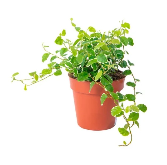 Фикус Pumila h15 см d16 см