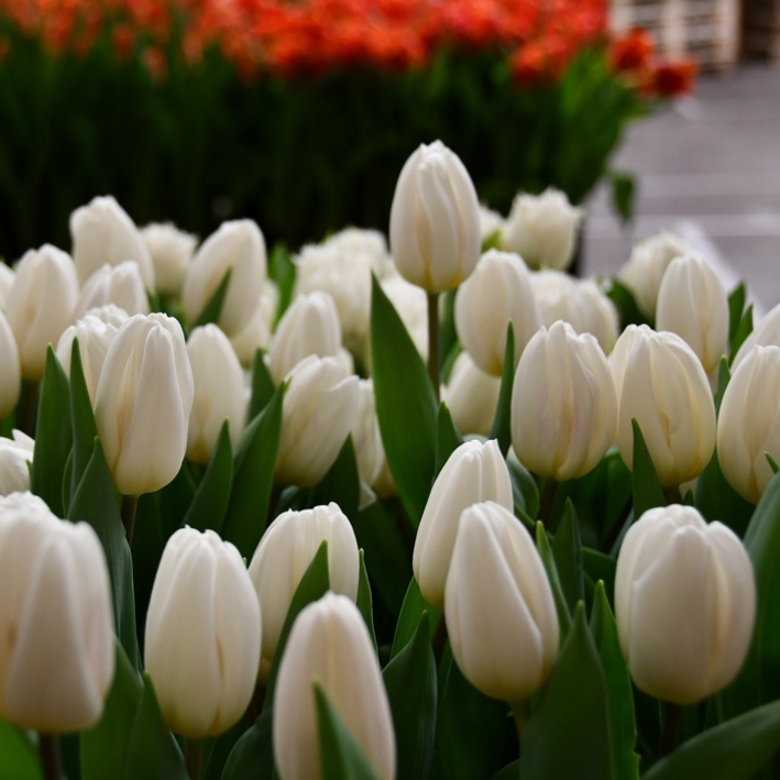 Луковицы цветов, Тюльпан, Chipollino flowers, White Flag, 1288, 20 шт.