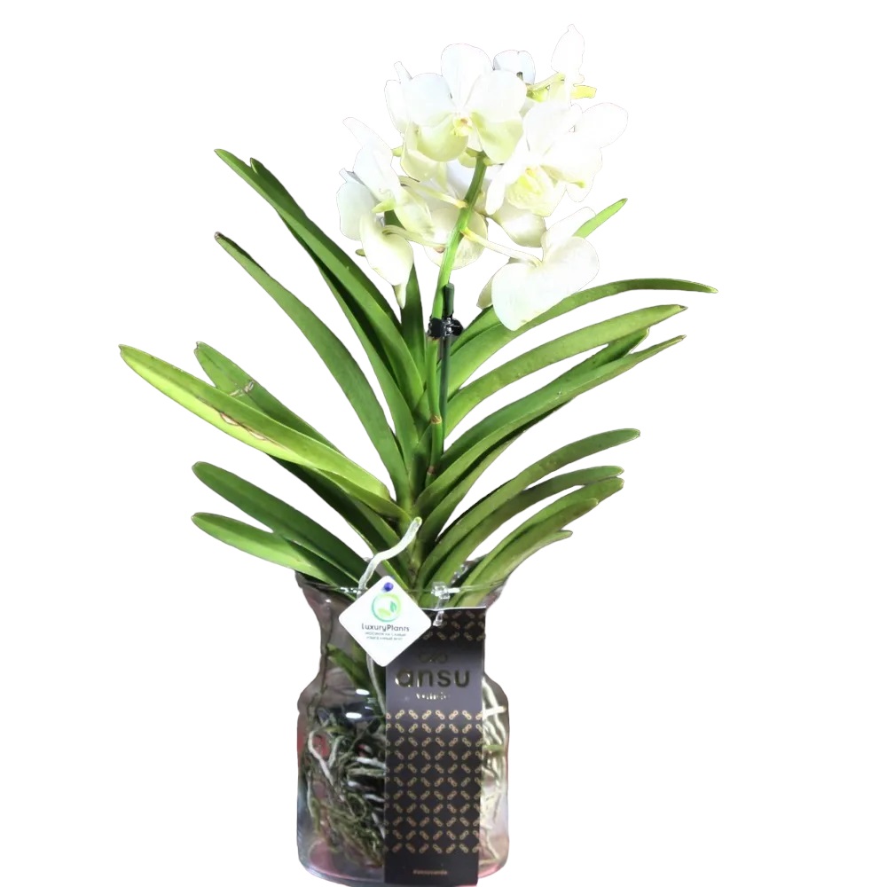 

Орхидея Ванда мини в стекле белая