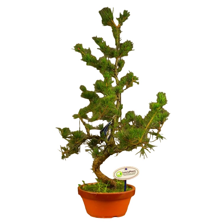 

Бонсай Сосна 66 см в терракотовой плошке