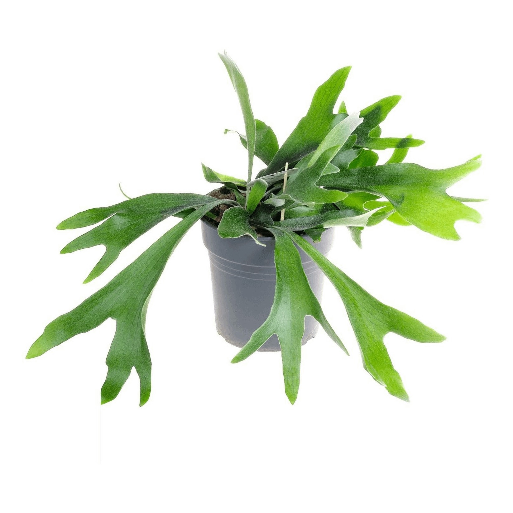 Платицериум h30 см d12 см