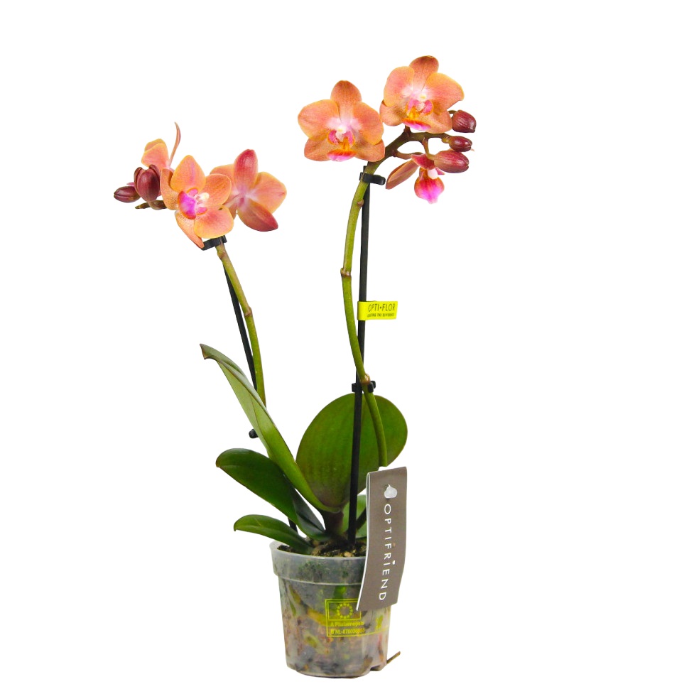 

Орхидея Фаленопсис мини Gold Rush D7