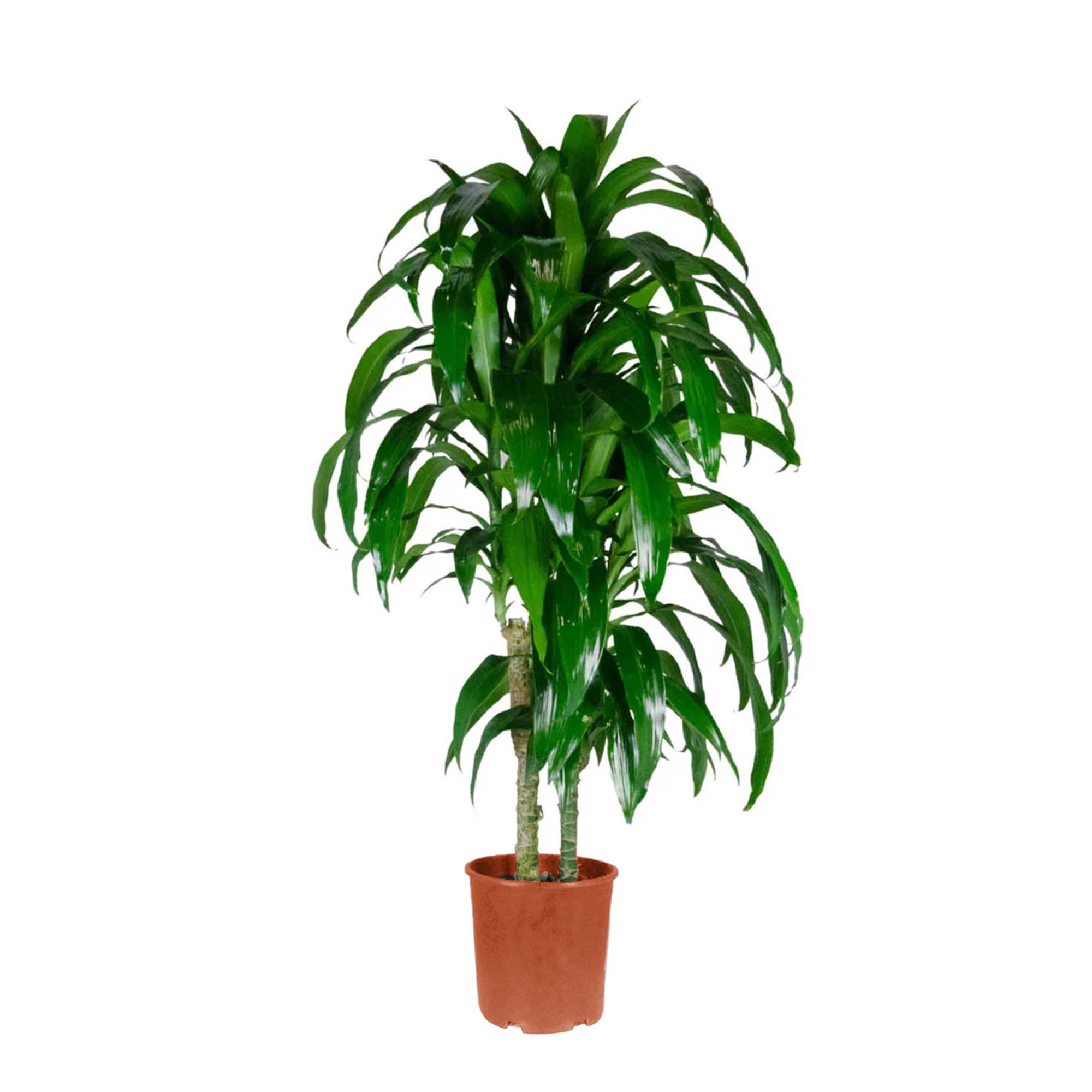 

Цветок Драцена GK Mona lisa h100 см d21 см