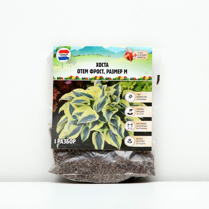 Корневища хоста Сады Дедушки Никиты Autumn Frost 9491968 1 шт.