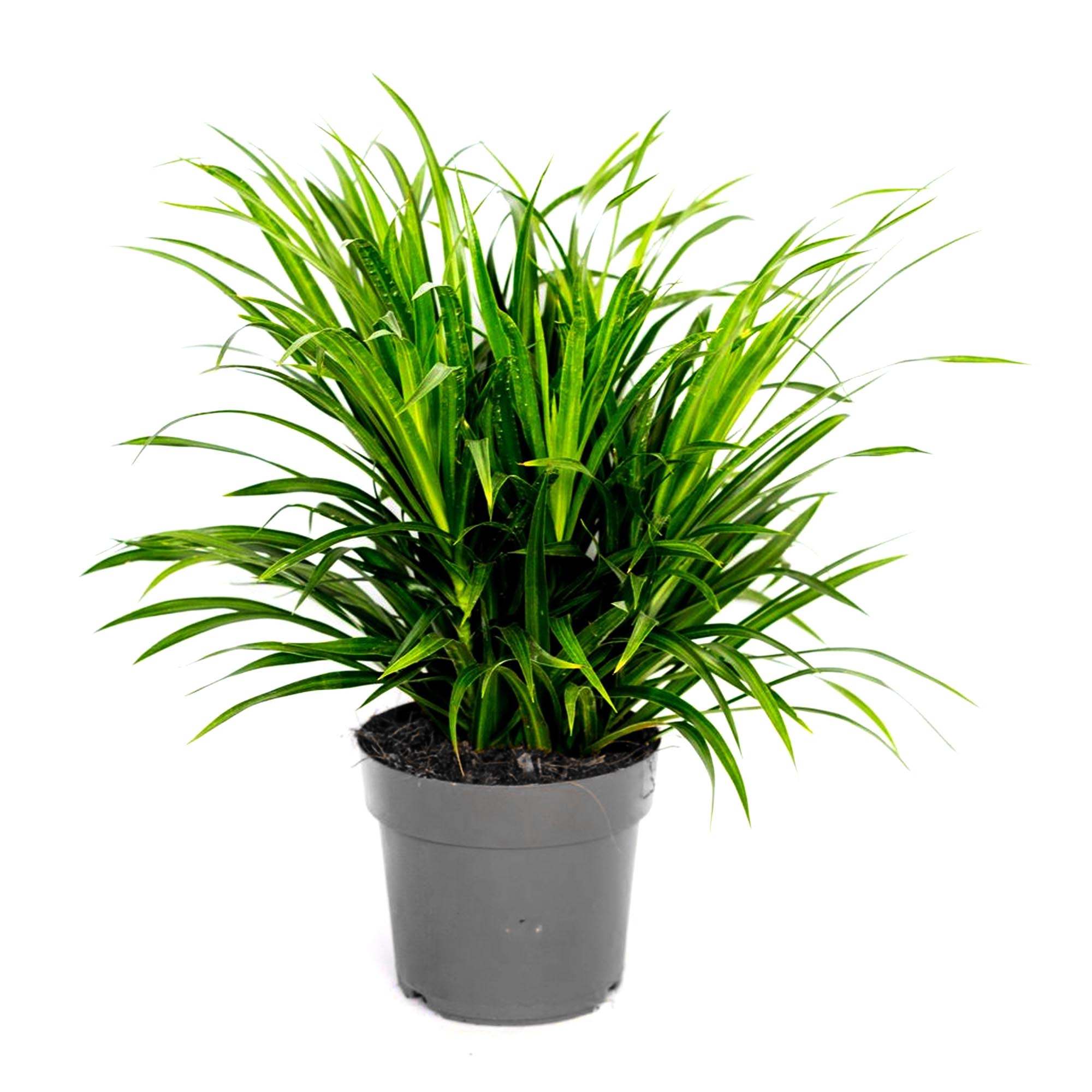 Цветок Драцена Orangery Anita h90 см d21 см