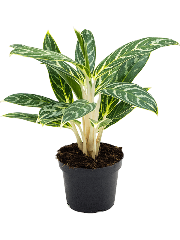 Аглаонема Aglaonema ivy green h30 см d12 см